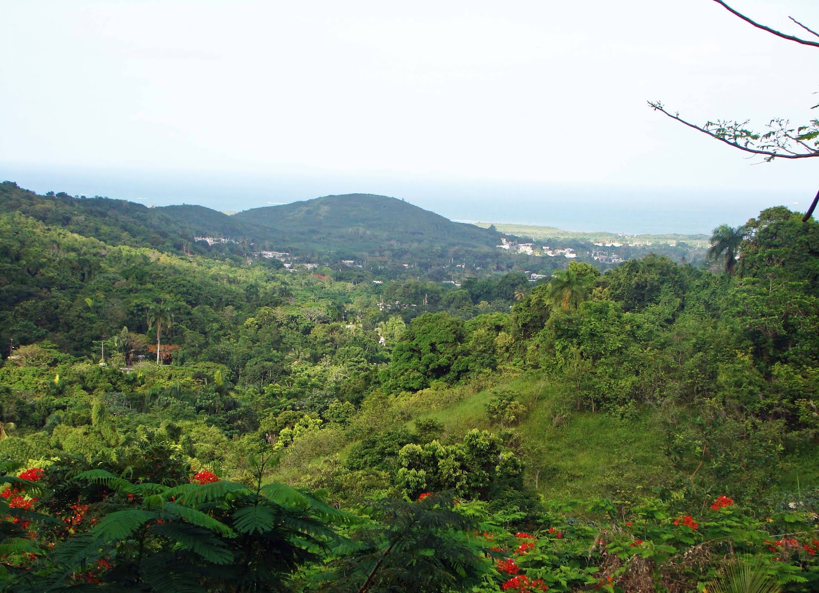ortizfeliciano In re Ceiba y terrenos colindates y aledaños.