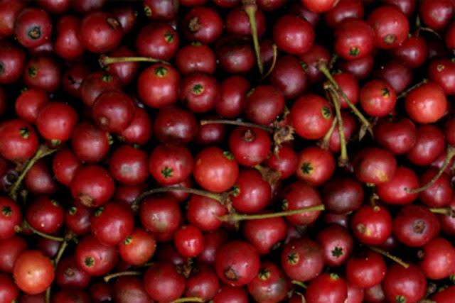 Berikut Hasil Riset Menyatakan: Sungguh Menakjubkan,!! Buah Korsen Ini Ternyata Mampu Mengatasi Beberapa Penyakit Bahkan Penyakit Mematikan Berikut Hasil Riset Menyatakan: Sungguh Menakjubkan,!! Buah Korsen Ini Ternyata Mampu Mengatasi Beberapa Penyakit Bahkan Penyakit Mematikan