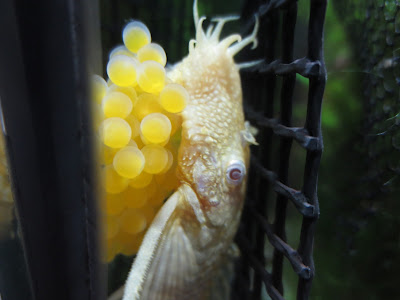 Albino Pleco with eggs