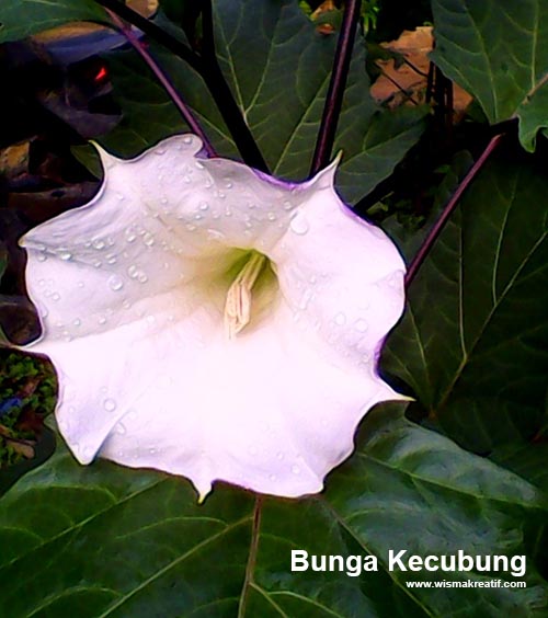 83+ Gambar Bunga Kecubung Kekinian 83+ Gambar Bunga Kecubung Kekinian