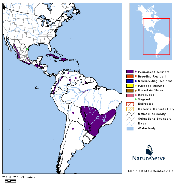 Lechuzón Negruzco (Stygian Owl) Asio stygius (Wagler, 1832)