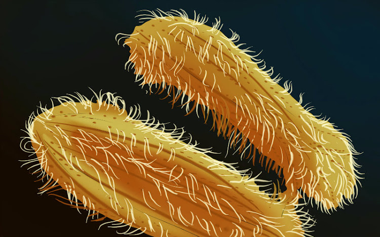 Infección Parasitaria Infección Parasitaria