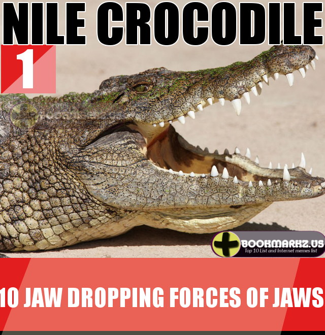 Nile Crocodiles's Jaw 1st Most Powerful Jaws in the World Top 10 List