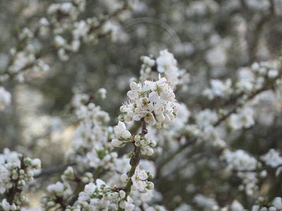 Branch of blossoms and buds 29 Mar 2012