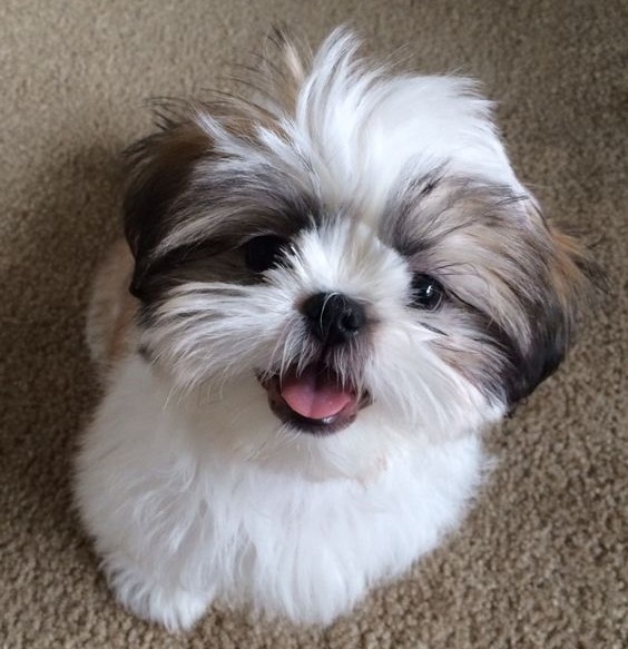 10 razões que os Shih Tzu são o melhor antidepressivo