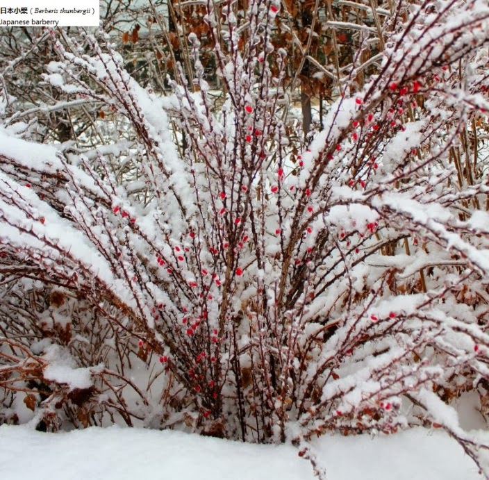 My Carolina Yard Winter Gardening
