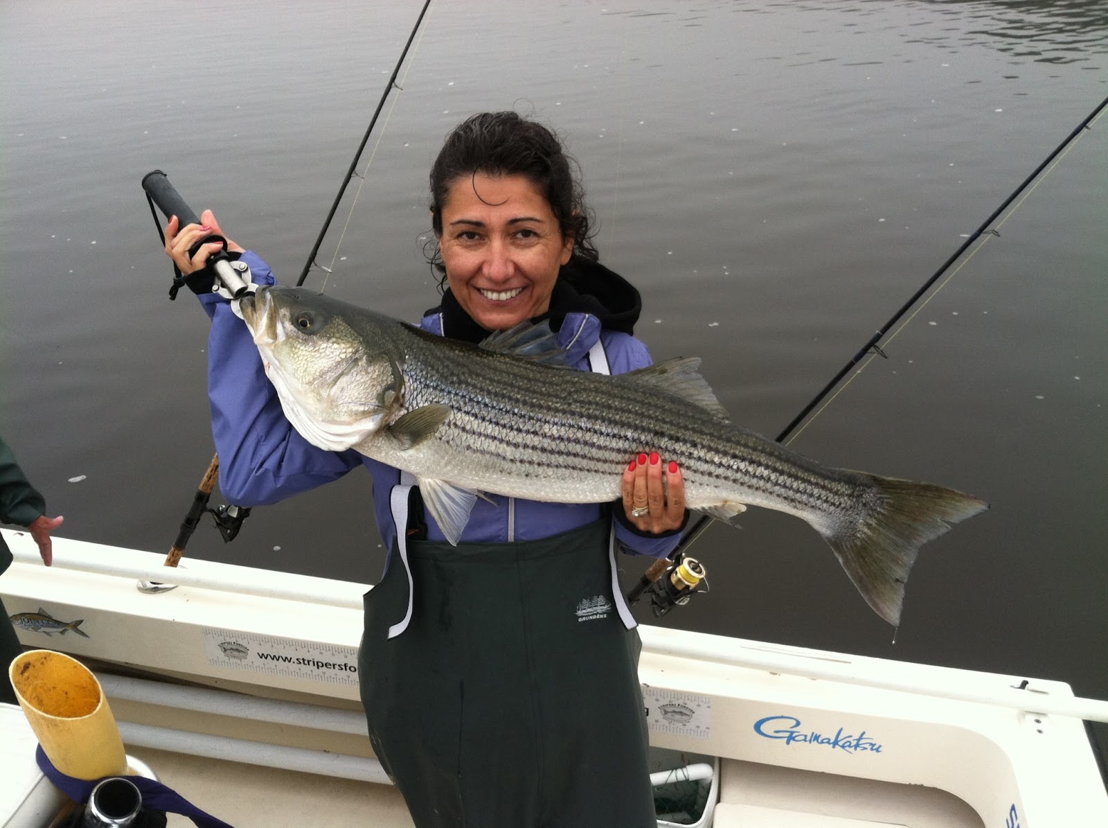 Maine Striper Fishing Charters & Reports Hotline 2076910745 Maine