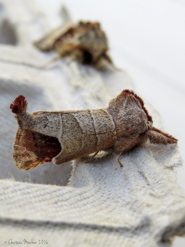 Chateau Moorhen..... goes south! The Emperor and other moths from May