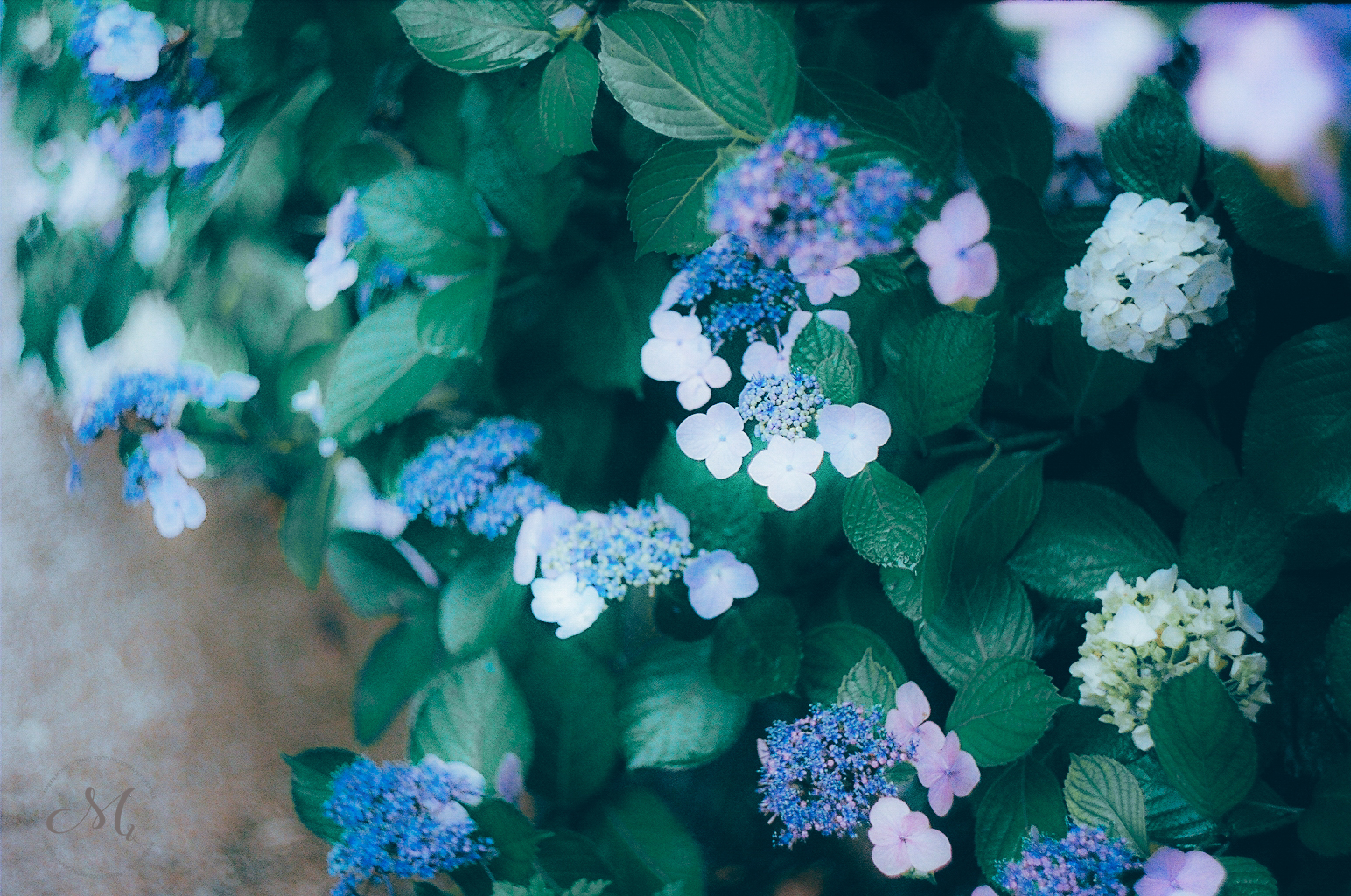 Discovering Hydrangeas Field In Da Lat Vietnam Travel Blog