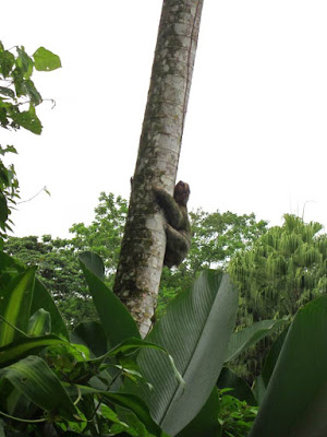 Perezoso en Costa Rica