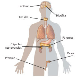 Sistema endocrino