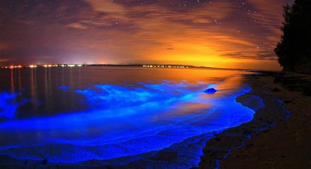 Bioluminescence