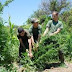 Νάουσα: 12 χασισόδεντρα σε αγρόκτημα 40χρονου