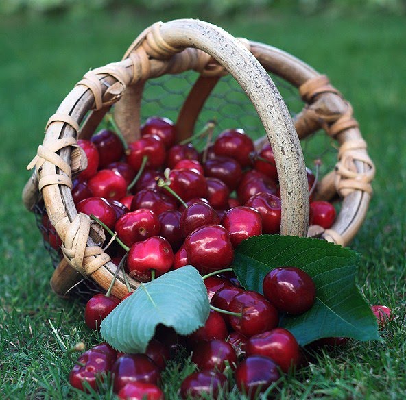 "Explorer, découvrir et partager" Le goût des cerises