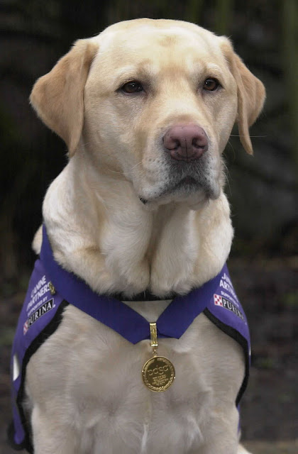 Endal the most decorated Labrador retriever and service dog