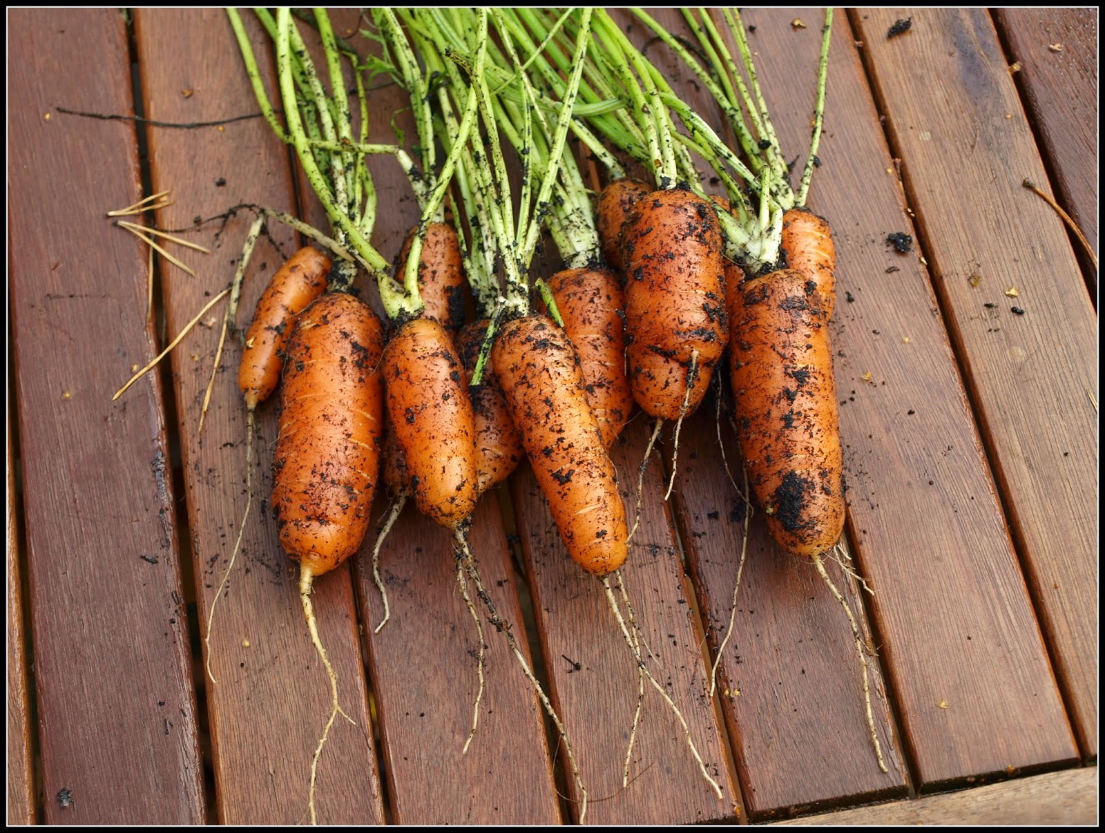 Mark's Veg Plot Carrots "Early Nantes"