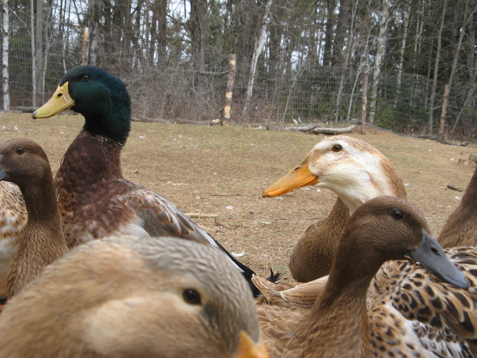 Animal Instinct: A Day With Ducks
