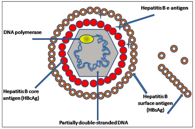 Ilustrasi Penampakan virus hepatitis B, DNA polymerase, Hepatitis B core, HBcAg, antigen permukaan, praktikum laboratorium mikrobiologi fakultas kedokteran