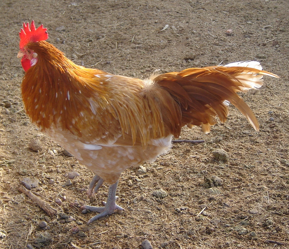 Aloha Chickens: The Mysterious Orange Color