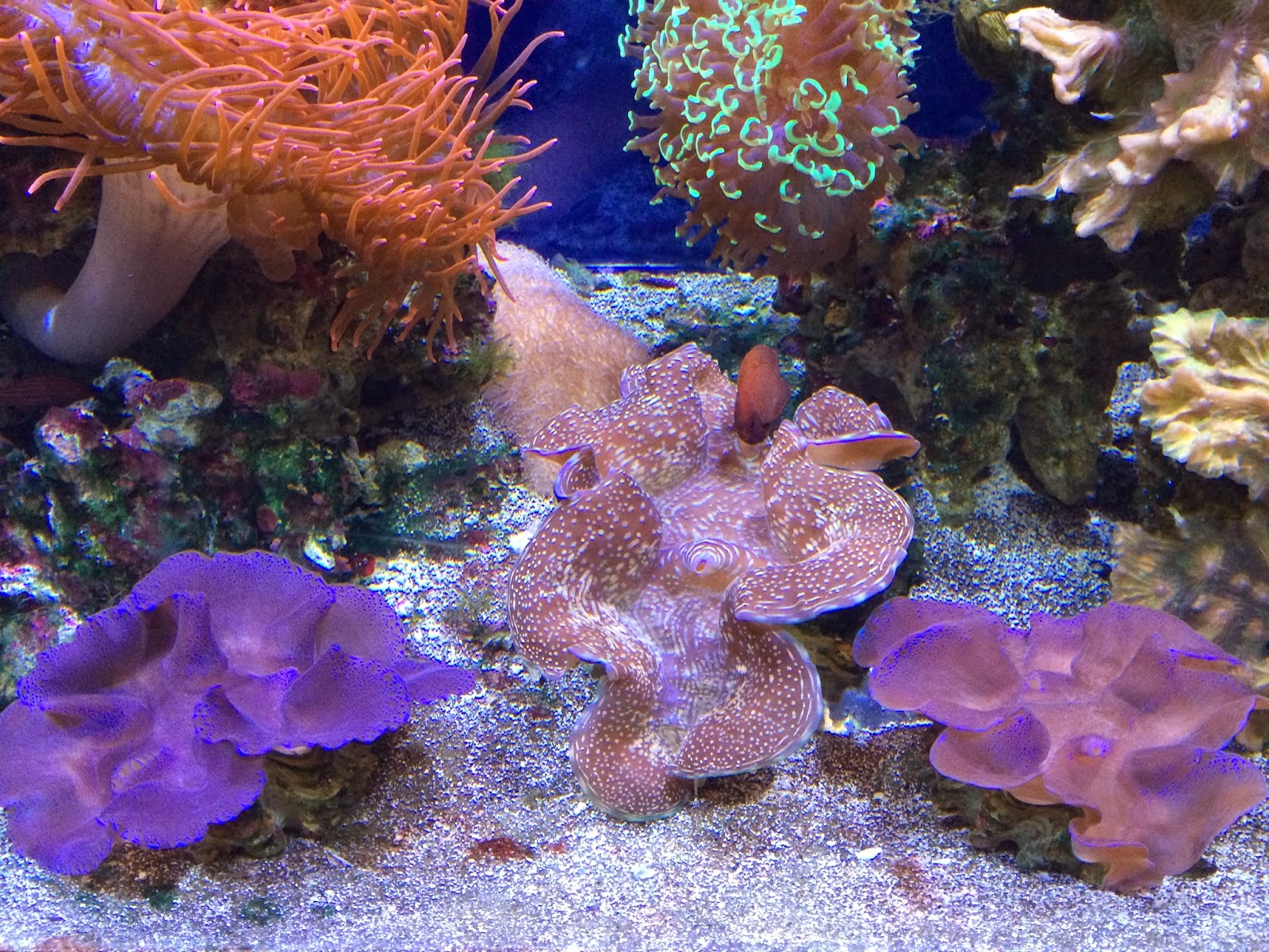 Waikikia Aquarium Clams