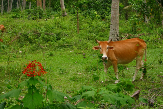 HI COW! *  Nai Ploa jungle hike, South Thailand