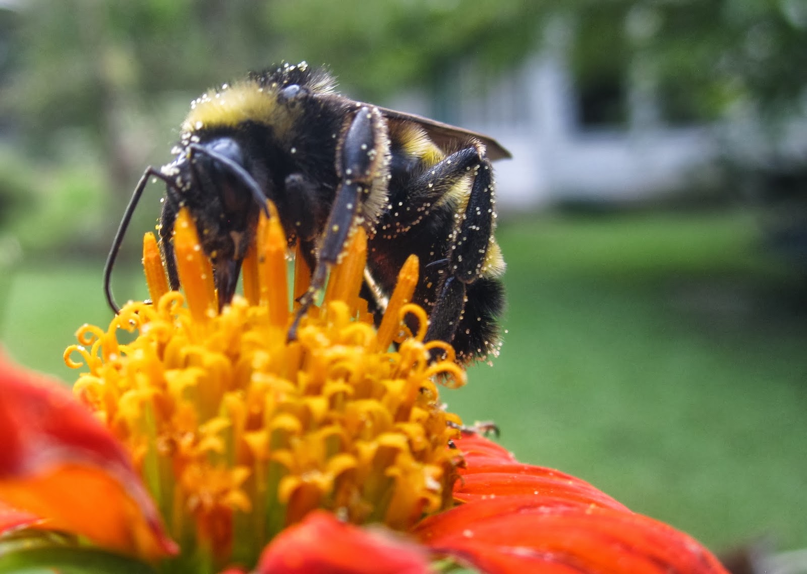 bumblebee+on+tithonia+flower3.JPG