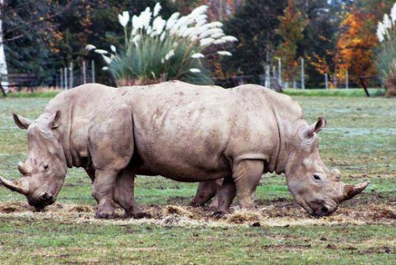 включи носорога. носорог смешной. белый носорог. рино бейтс носорог. включи носорога.