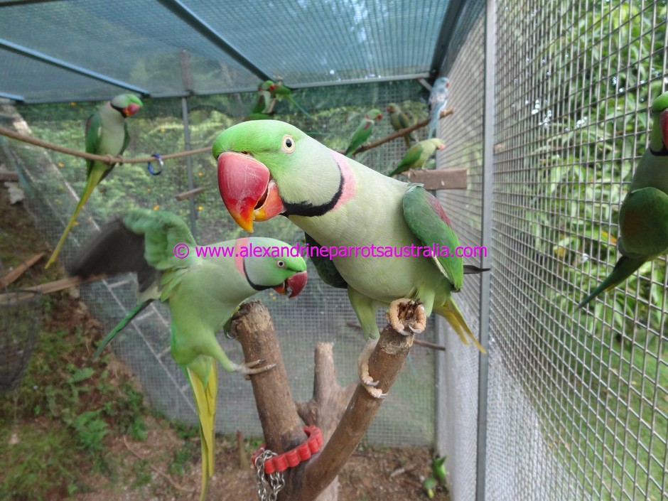 Greek Yorkshire Canaries Αλεξανδρινός Παπαγάλος (Psittacula eypatria)