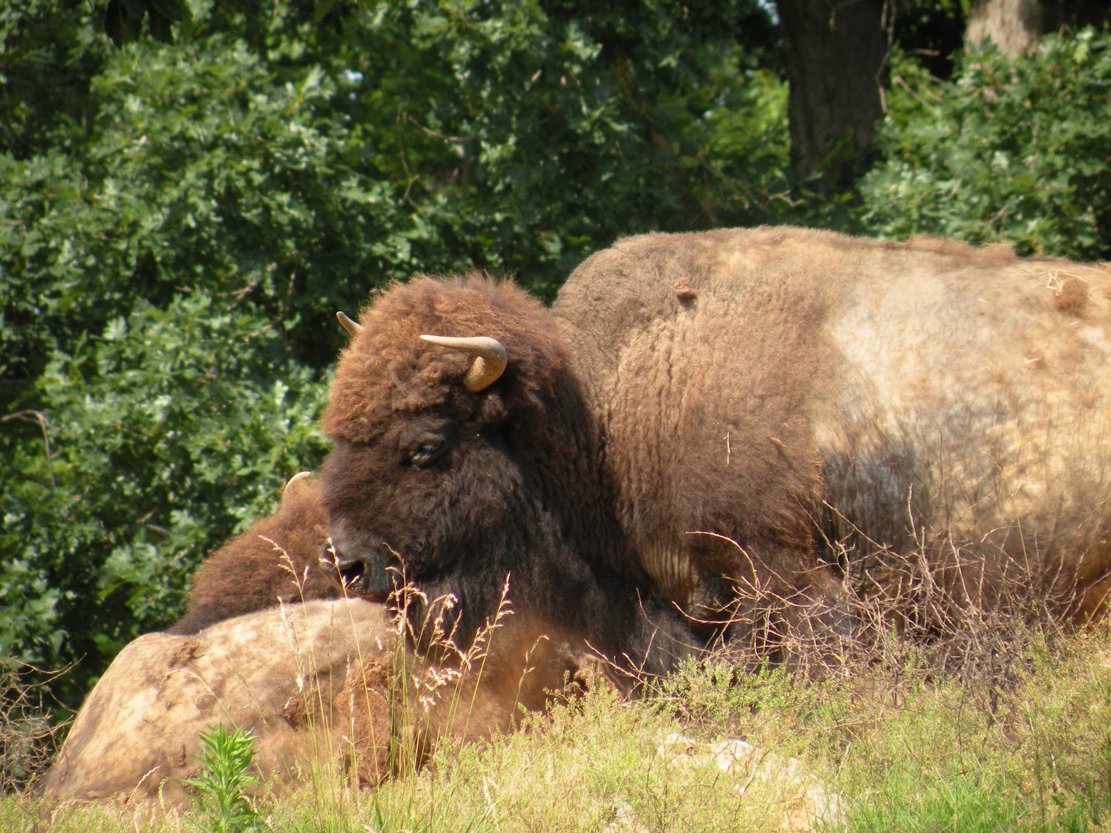 Casa Wayward A Trip to the North Carolina Zoo