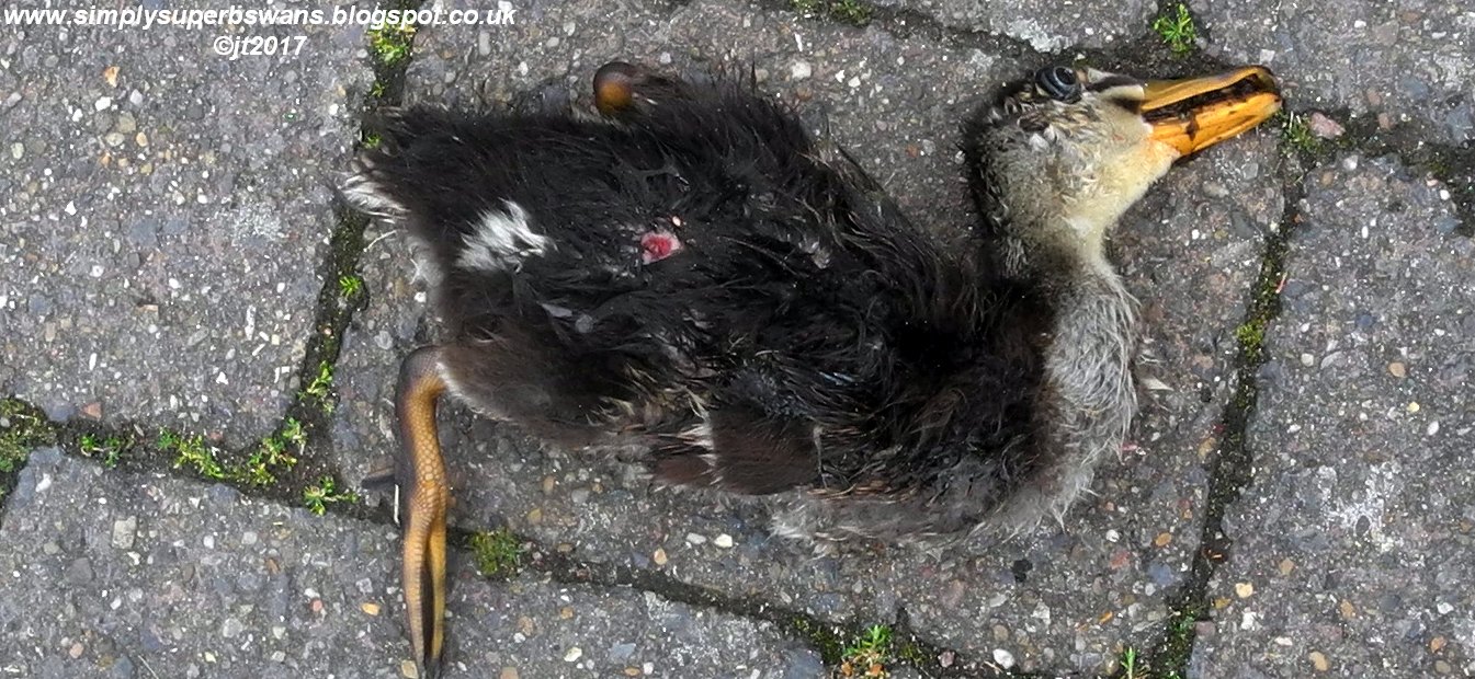 Simply Superb Swans Dog Kills Duckling