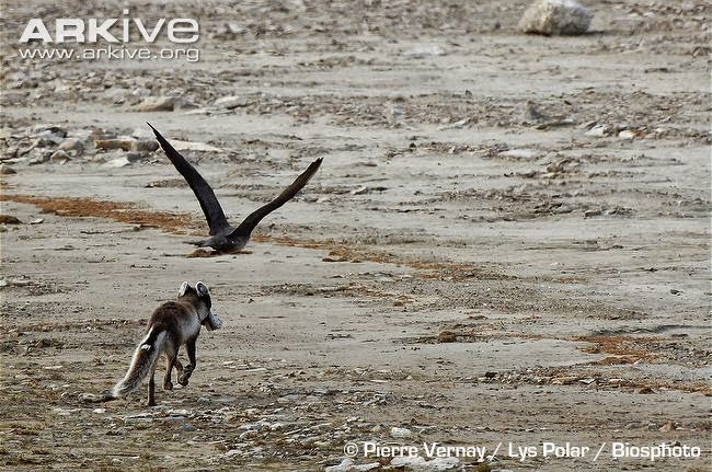 interactions beteween arctic animals