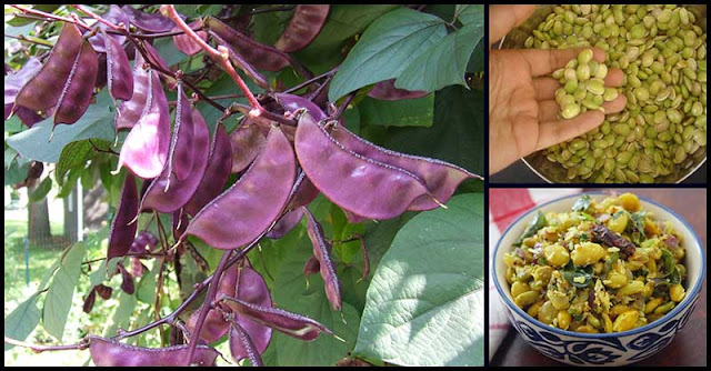 More Reasons To Eat Hyacinth Beans (Bataw) More Reasons To Eat Hyacinth Beans (Bataw)