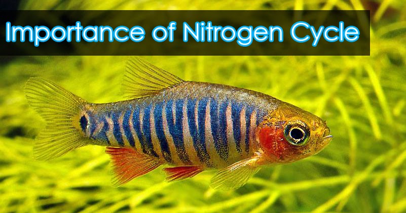 east-ocean-aquatic-trading-centre-basic-nitrogen-cycle-and-why-it-is-important-in-our-aquarium