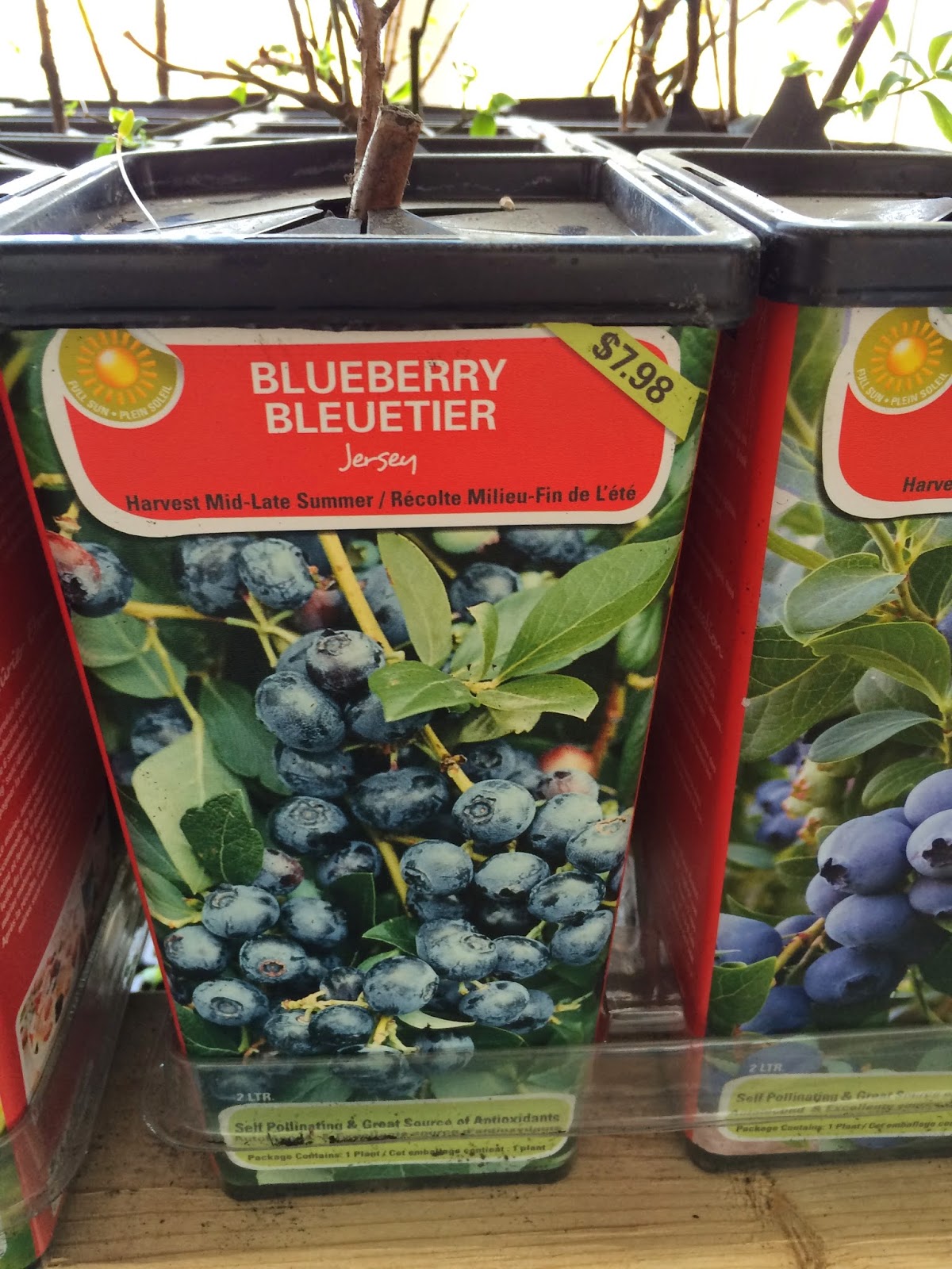 Ian's Urban Plot 2015 Berry Bush Plans