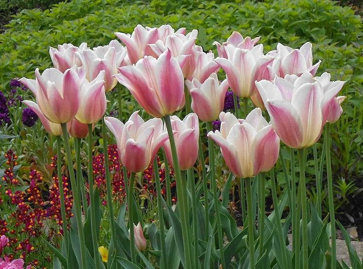 My Virtual Garden 2 May 2017 Delicate Pink And White Lovely Lady Tulips The Names Of All Flowers Are Posted