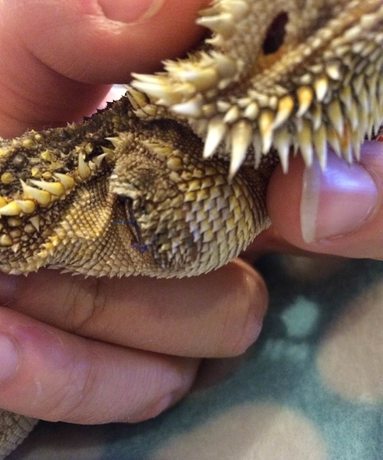 bearded-dragon-infection-7