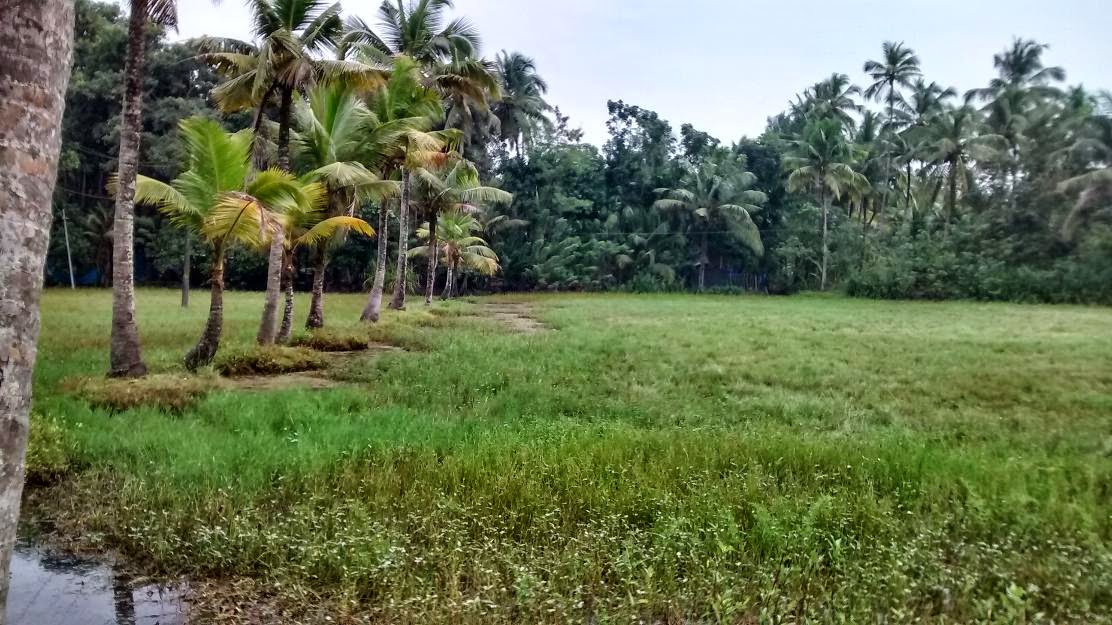 1.6 Acres Agricultural Land For Sale in Panavally, Cherthala, Alappuzha