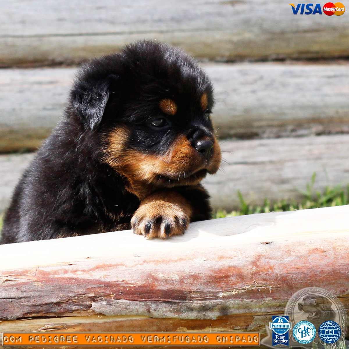 Filhotes de Rottweiler a disponível