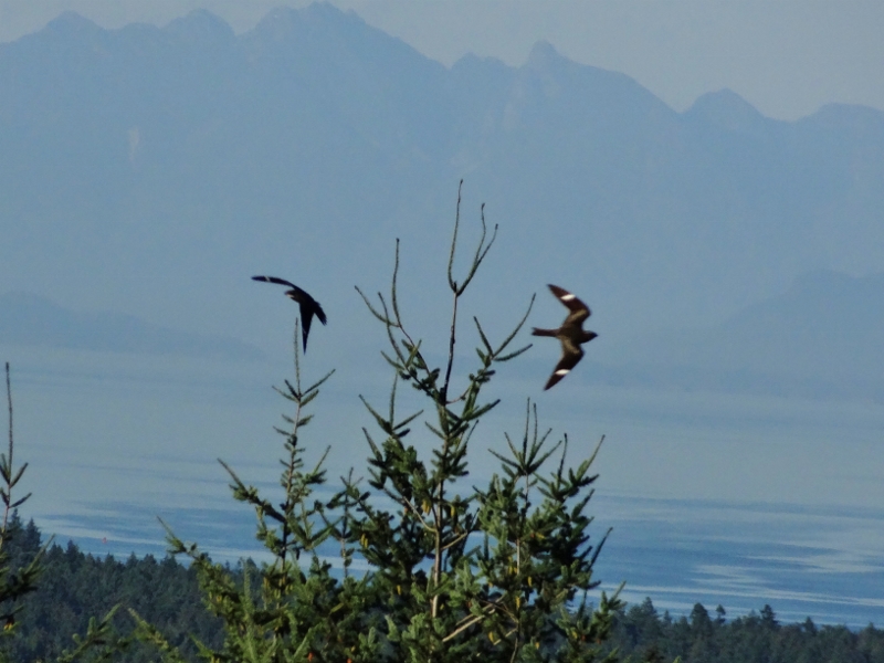 The Backyard Wildbird and Nature Store Nanaimo bird report, August 11