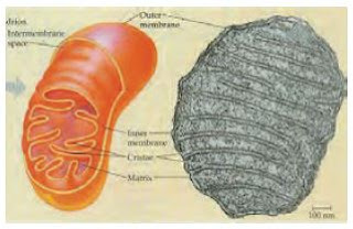 Latihansoaldanjawaban.blogspot.com: Soal IPA Rangka Otot Pesawat