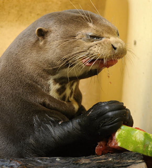 Así se alimentan estos adorables animalitos