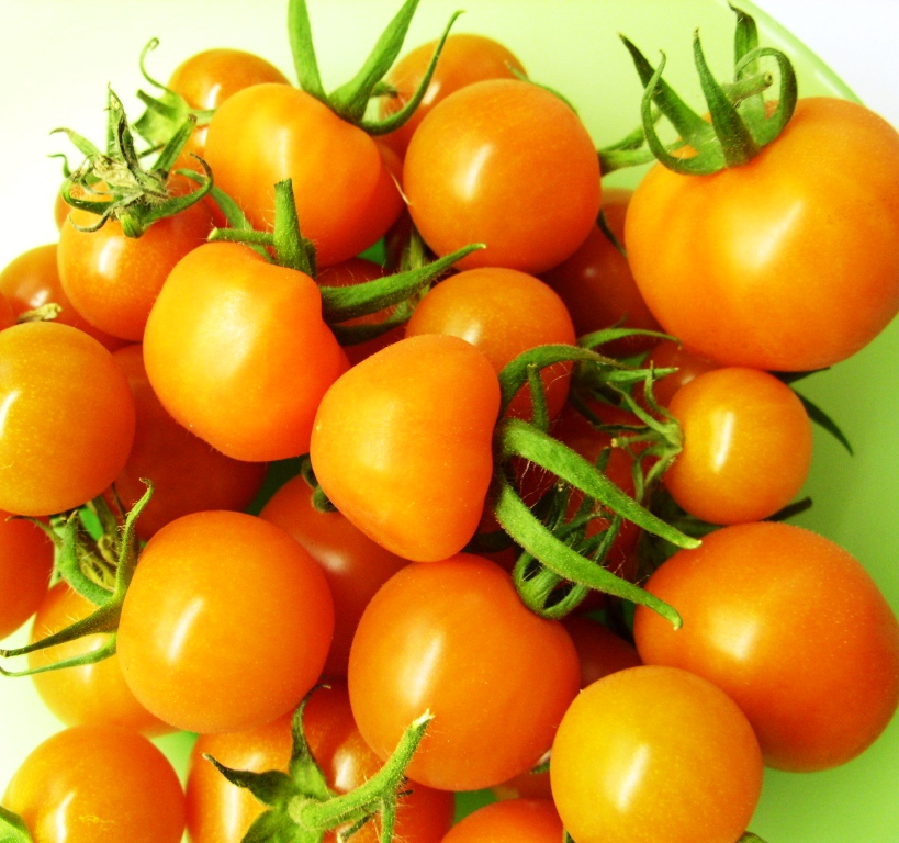 Kelli's Northern Ireland Garden Tomatoes in October