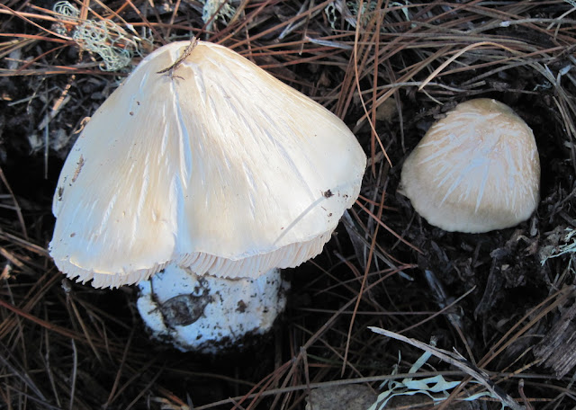 January: Are Those Mushrooms in Your Yard Edible or Poisonous? © B. Radisavljevic 