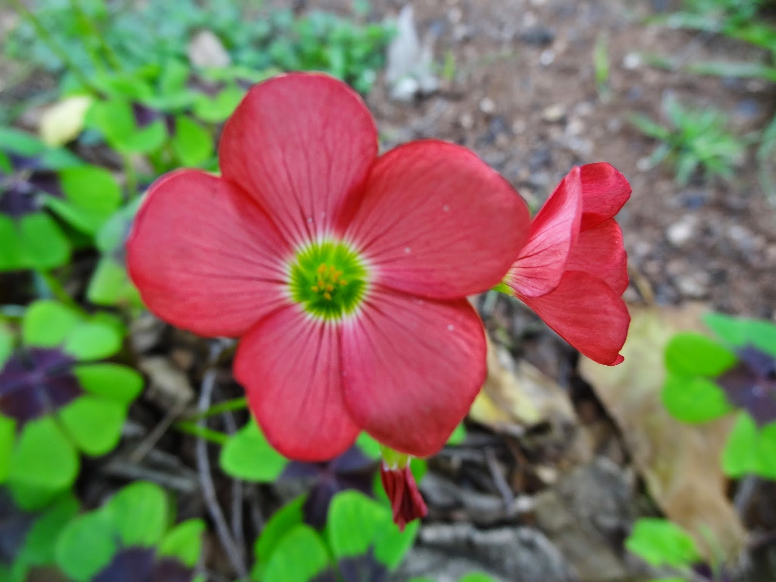 Rebecca's Texas Garden Garden Blogger's Bloom Day December 2014