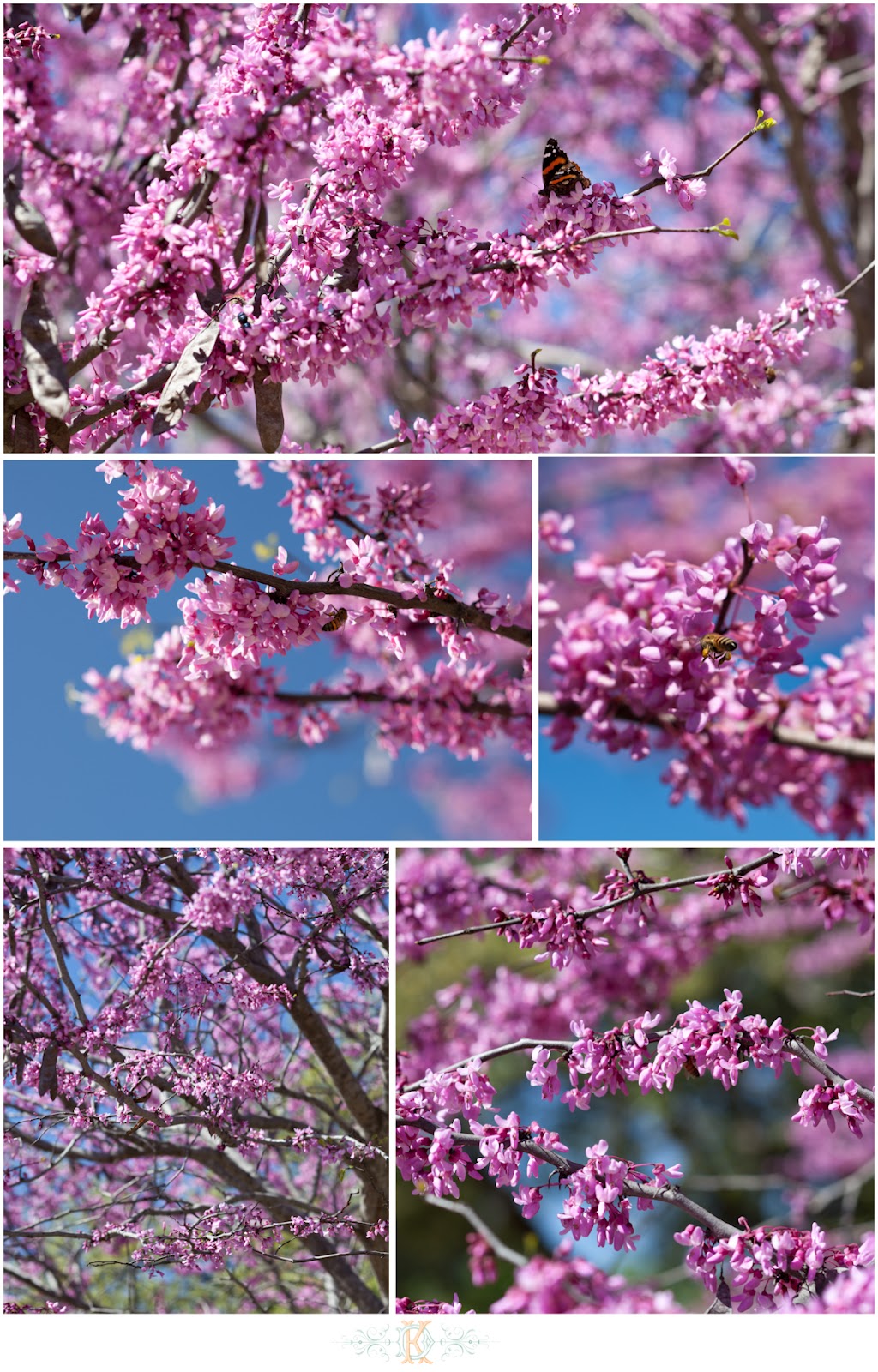 Kimberly Davis Photography Blog: Spring Flowering Trees