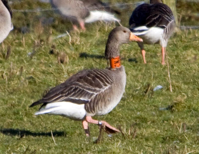 The Year of the Greylag Goose by Konrad Lorenz (1979, Hardcover) The Year of the Greylag Goose by Konrad Lorenz (1979, Hardcover)