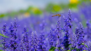 Photo by Hisanari Kunimoto on Unsplash Close-up of a dragonfly perched on one flower in a field of purple flowers - Photo by Hisanari Kunimoto on Unsplash