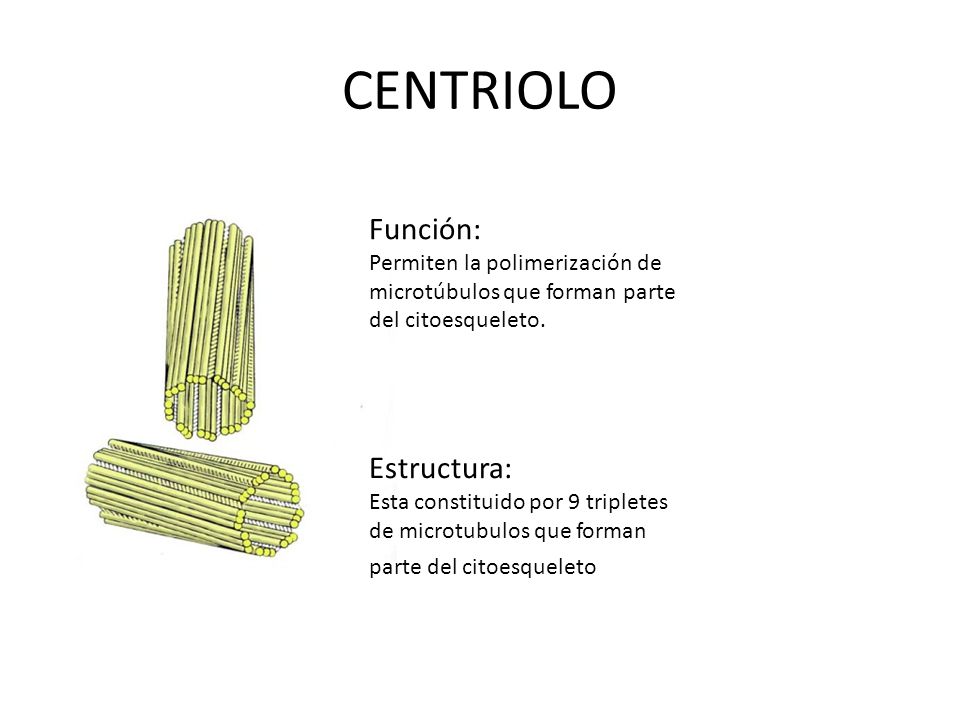 ORGANULOS CELULARES