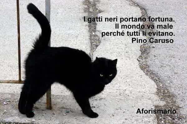 Aforismario Aforismi Frasi E Battute Sui Gatti Neri