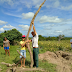Aipim gigante surpreende agricultores do interior da Bahia